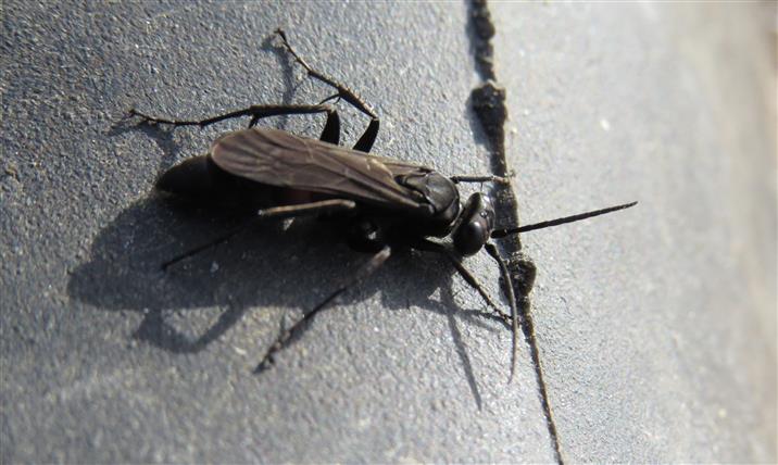 Pompilidae:  cfr. Anoplius sp.